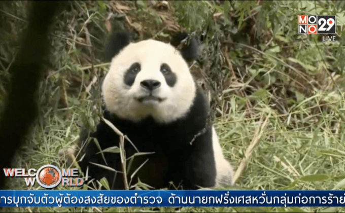 จีนปล่อยแพนด้ายักษ์สู่ธรรมชาติ