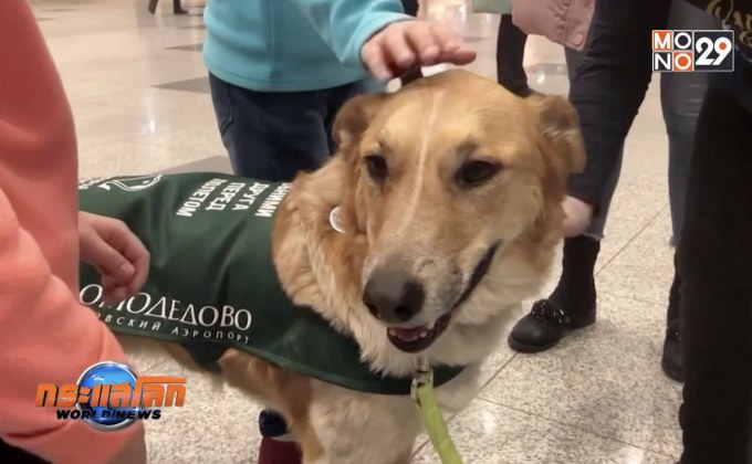 น้องหมานักบำบัดในสนามบิน