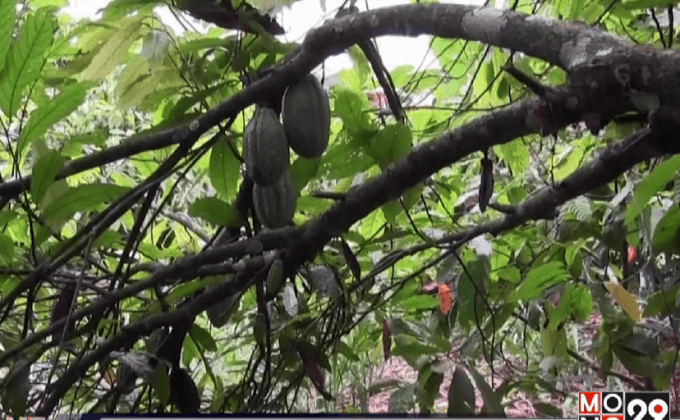 หนอนทำลายต้นโกโก้ในไอวอรี่โคสต์