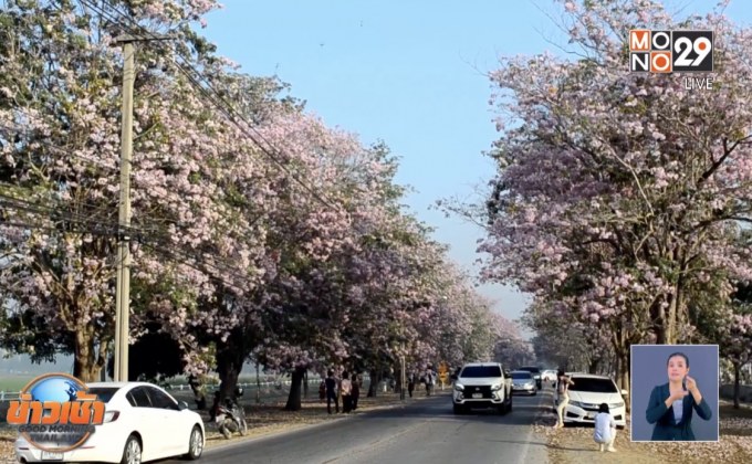 แห่ถ่ายภาพชมพูพันธุ์ทิพย์ ออกดอกสะพรั่ง