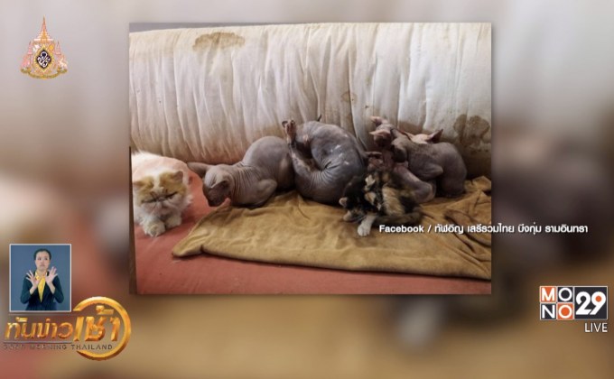 ส.ป้องกันการทารุณสัตว์ฯ แนะยึดหลักกฎหมาย
