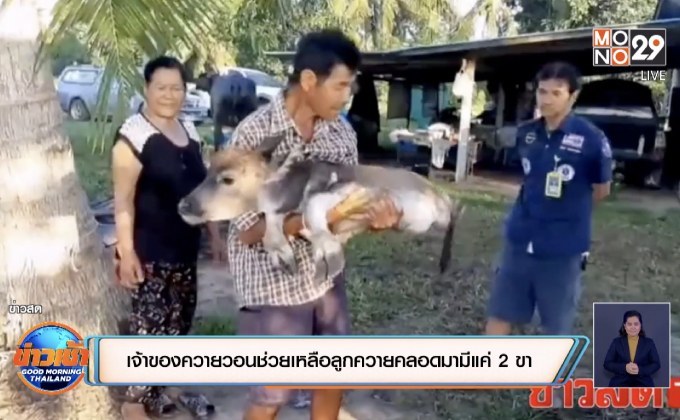 เจ้าของควายวอนช่วยเหลือลูกควายคลอดมามีแค่ 2 ขา