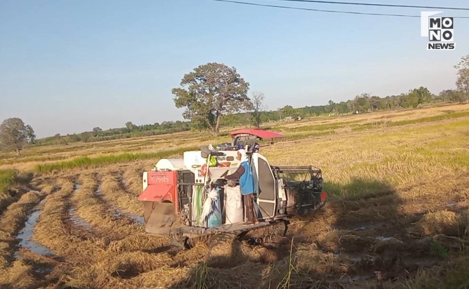 ชาวนาชายแดนหวั่นปะทะอีกรอบ เร่งเกี่ยวข้าวแม้สุกไม่เต็มที่ ลั่น พร้อมทุกเมื่อหากสั่งอพยพ