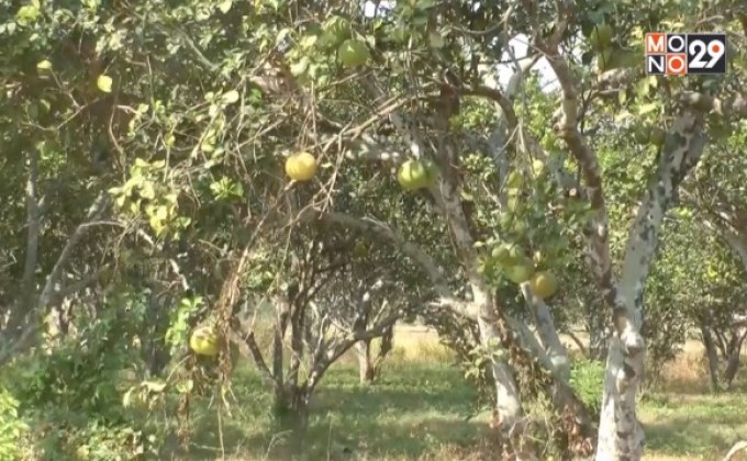 ภัยแล้งกระทบสวนส้มโอ-เป็ดไล่ทุ่ง