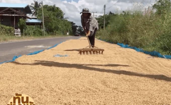 ธ.ก.ส. เตรียมจ่ายเงินชาวนา ปลายเดือนนี้