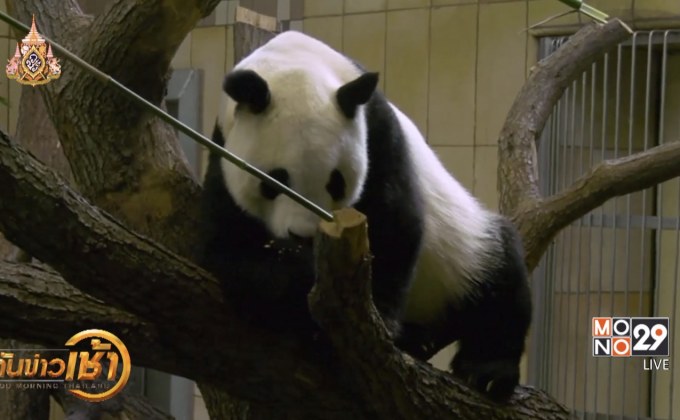 จีนมอบแพนด้าให้สวนสัตว์ในออสเตรีย