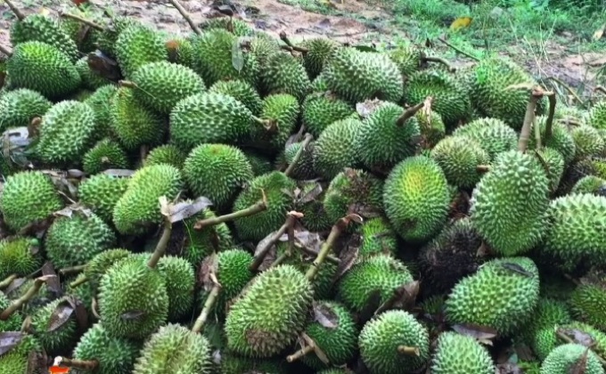 พายุฤดูร้อนถล่มสวนทุเรียนจันทบุรีสูญเงินนับล้าน