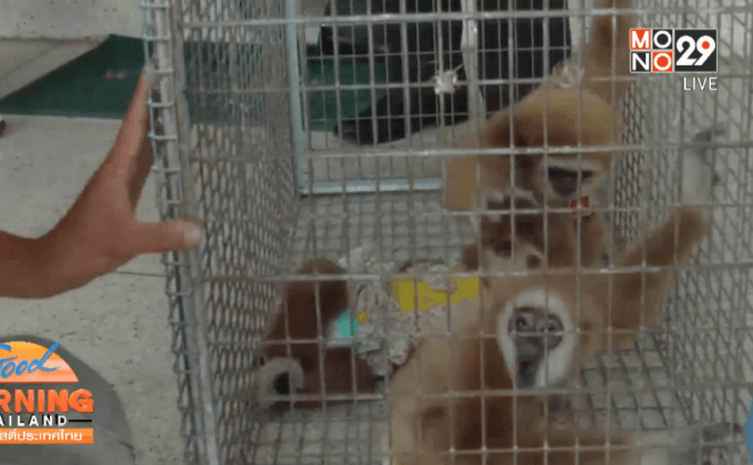 จับผู้ต้องหานำชะนีถ่ายรูปคู่นักท่องเที่ยว