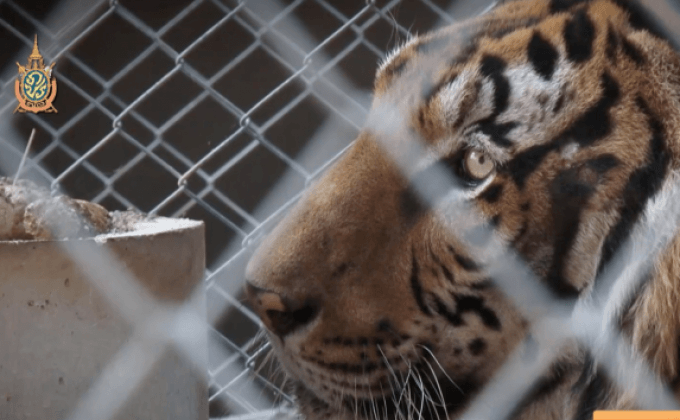 แฉ “ค้าเสือ”