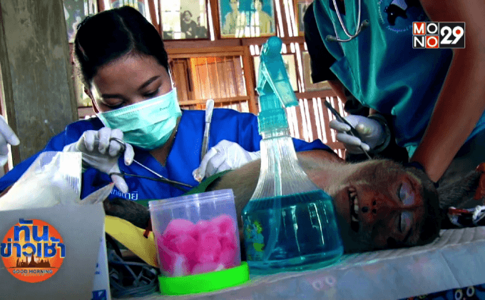 คุมจำนวนลิงแสม-หาเชื้อติดต่อสู่คน