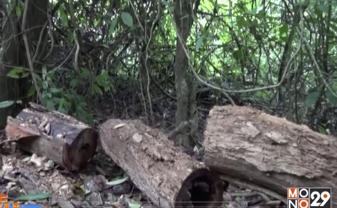 ลักลอบตัดไม้พะยูง จ.ตรัง