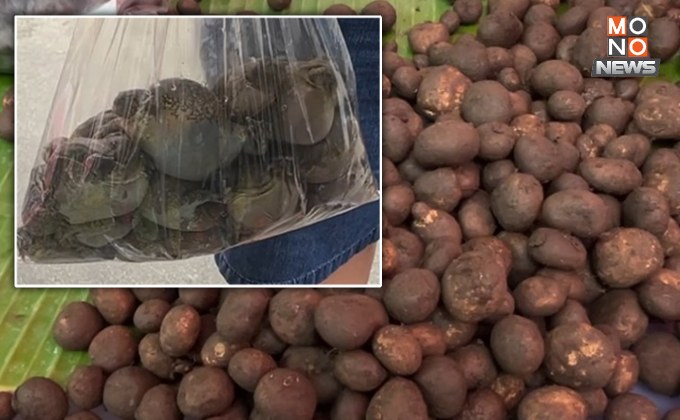 คึกคักรับฤดูฝน! ตลาดขอนแก่น “อึ่งไข่-เห็ดเผาะ” ราคาพุ่ง ชาวบ้านแห่ซื้อแน่น