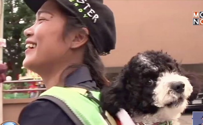 ดังทั่วโลก! สื่อนอกตีข่าว สาวไทยพาน้องหมาไปทำงาน