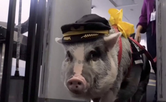 หมูน้อยนักบำบัดลดความเครียดผู้โดยสาร