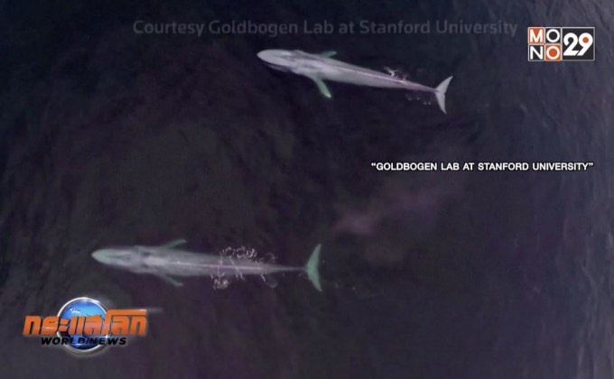 วาฬสีน้ำเงินหัวใจเต้นช้าเพียงนาทีละ 2 ครั้ง