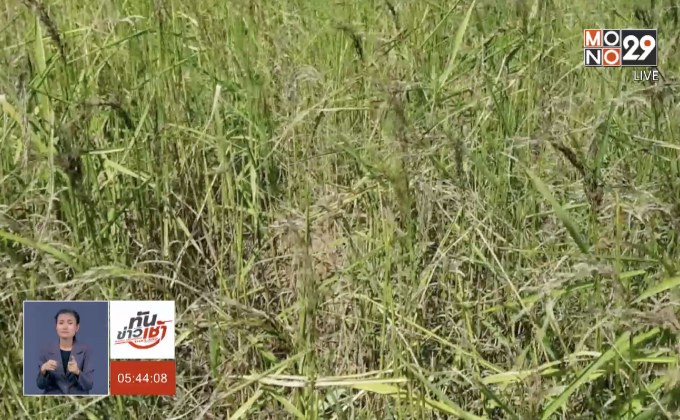 ภัยแล้งภาคอีสานเริ่มขยายวงกว้าง