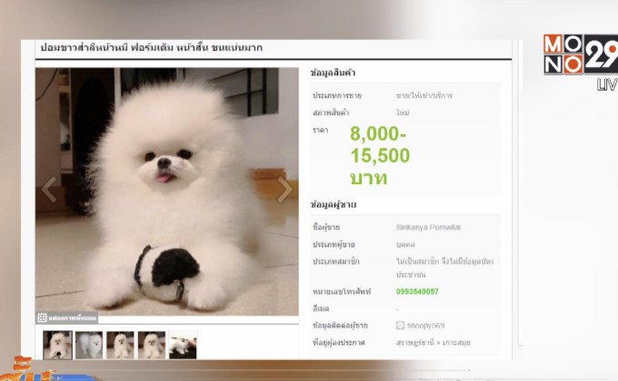 บุกจับแก๊งหลอกขายหมา-แมวผ่านเว็บไซต์สูญเงิน 2 ล้าน