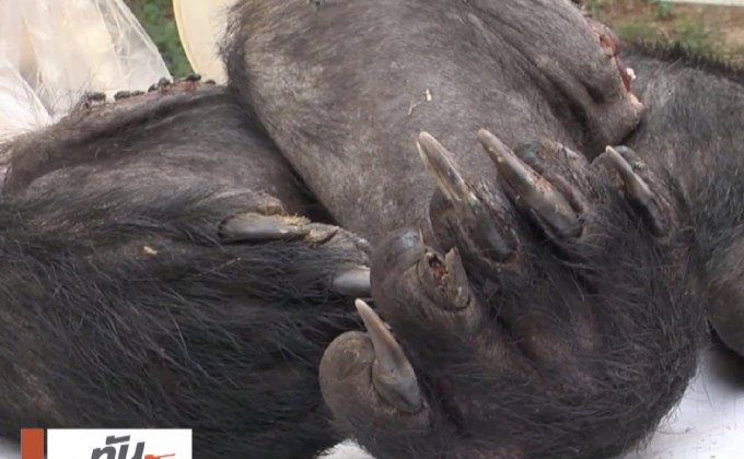 เตรียมออกหมายจับแก๊งล่าหมีควายอีก 2 คน