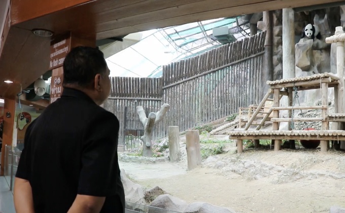 แพนด้า “หลินฮุ่ย” แท้งลูกแพนด้า “หลินฮุ่ย” แท้งลูก