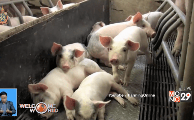 ปลูกอวัยวะมนุษย์ในร่างกายหมู