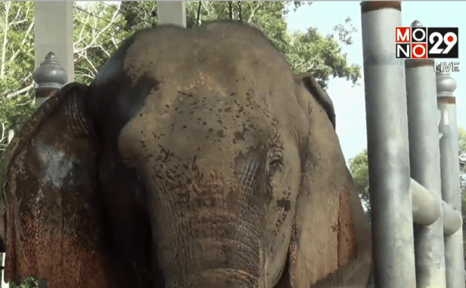 ช้างพังมณีถูกช้างป่าทำร้ายอาการดีขึ้น