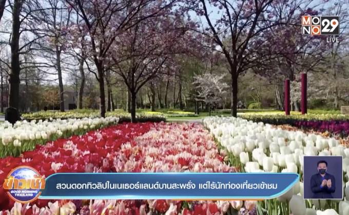 สวนดอกทิวลิปในเนเธอร์แลนด์บานสะพรั่ง แต่ไร้นักท่องเที่ยวเข้าชม