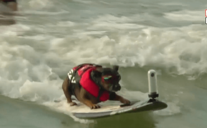 แข่งขันสุนัขโต้คลื่นในออสเตรเลีย