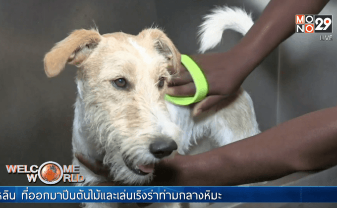 โรงแรมหรูเพื่อเจ้าตูบในแอฟริกาใต้