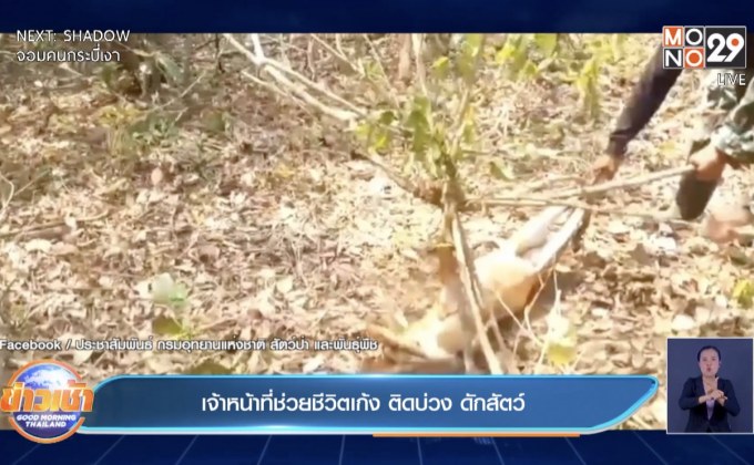 เจ้าหน้าที่ช่วยชีวิตเก้ง ติดบ่วง ดักสัตว์