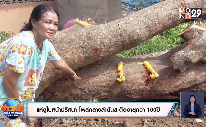 แห่ดูใบหน้าปริศนา โผล่กลางลำต้นสะตืออายุกว่า 100ปี