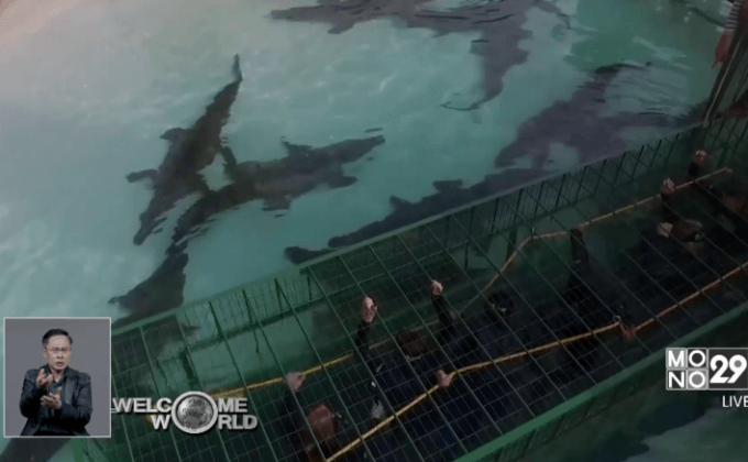 ดำน้ำดูจระเข้ในแอฟริกาใต้