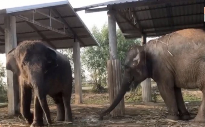 ชาวสุรินทร์พาช้าง 4 เชือก หนีโควิด-19 กลับบ้านเกิด