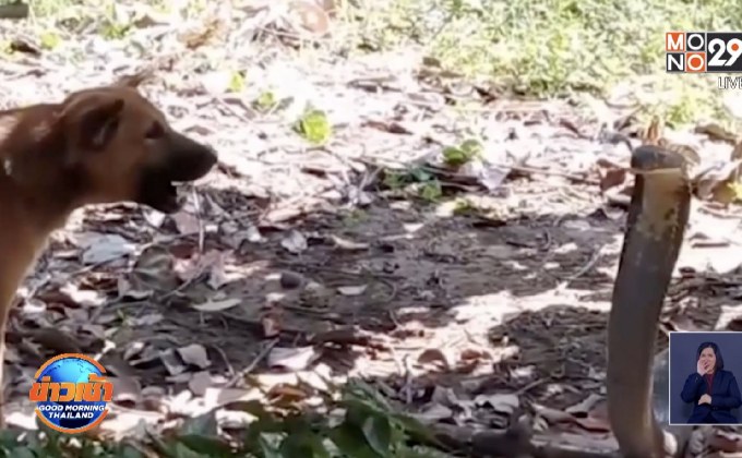 หมาหมู่สู้ฟัดกัดจงอางยักษ์