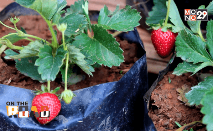 สร้างภาพลักษณ์ “เขาค้อ”สู่การท่องเที่ยวสีเขียว