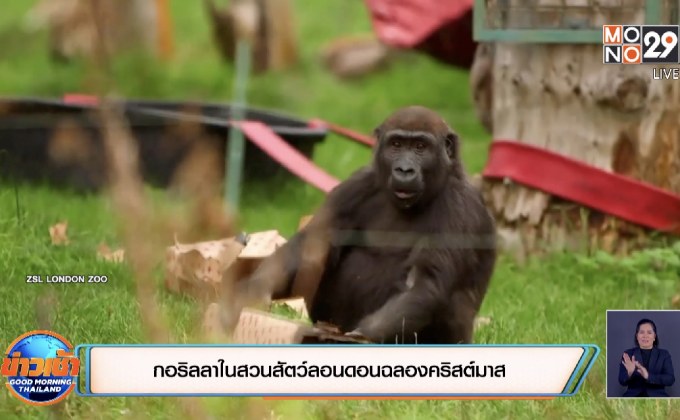 กอริลลาในสวนสัตว์ลอนดอนฉลองคริสต์มาส