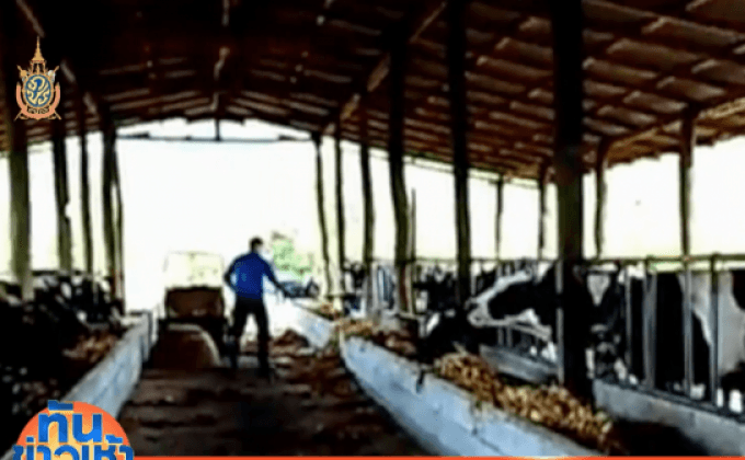 ชาวบ้านร้องฟาร์มโคนม แหล่งผลิตแมลงวันนับแสนตัว