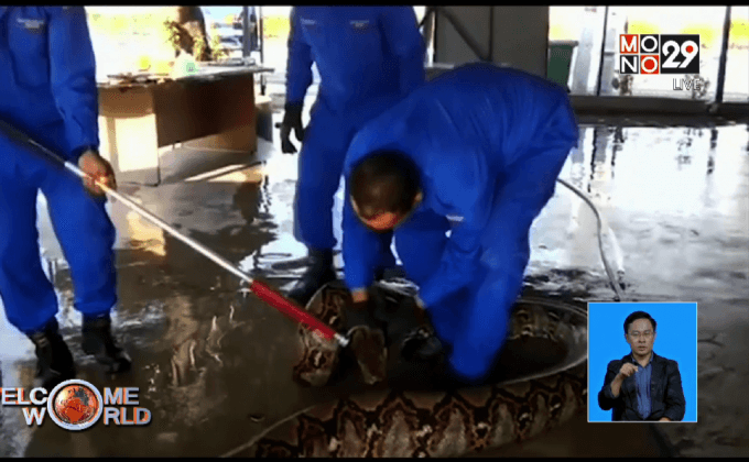 จับงูเหลือมยาวเกือบ 8 เมตรในมาเลเซีย