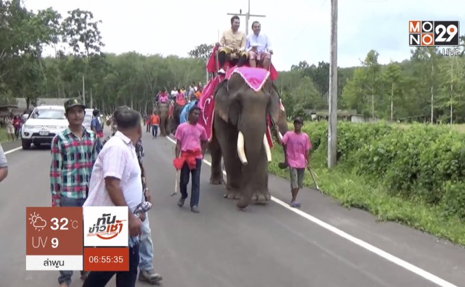 แห่ขันหมากช้าง 23 เชือก แต่งสาวเมืองตรัง