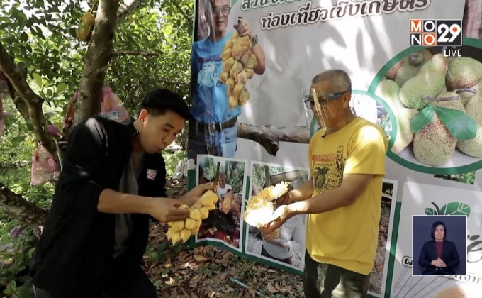 สวนจำปาดะขนุน สวนลุงวี ขนุนถิ่นใต้