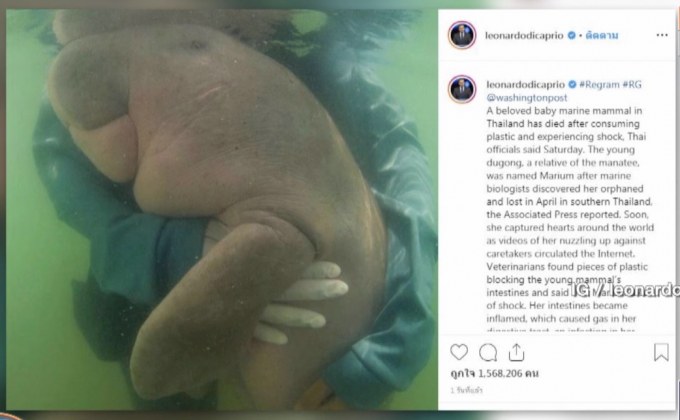 “ลีโอนาร์โด”โพสต์เศร้าสูญเสีย”มาเรียม”พะยูนน้อย