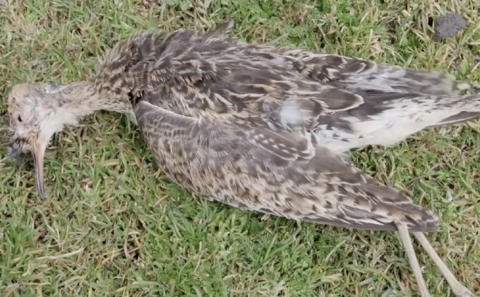 ปริศนานกอพยพ “ฆ่าตัวตาย” ในเอกวาดอร์