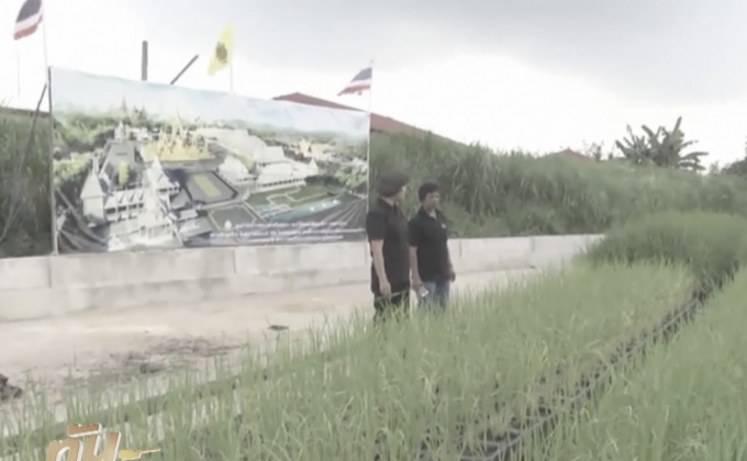 ศูนย์วิจัยข้าวอยุธยา ส่งข้าว ไปประกอบแปลงนารอบพระเมรุมาศ