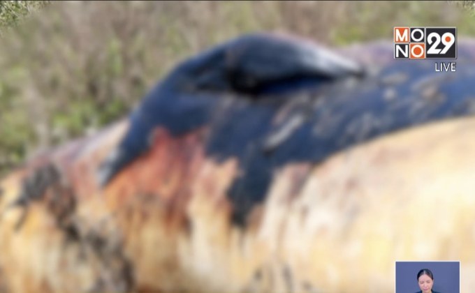 พบซากวาฬบรูด้าเกยตื้นตัวแรกของปี