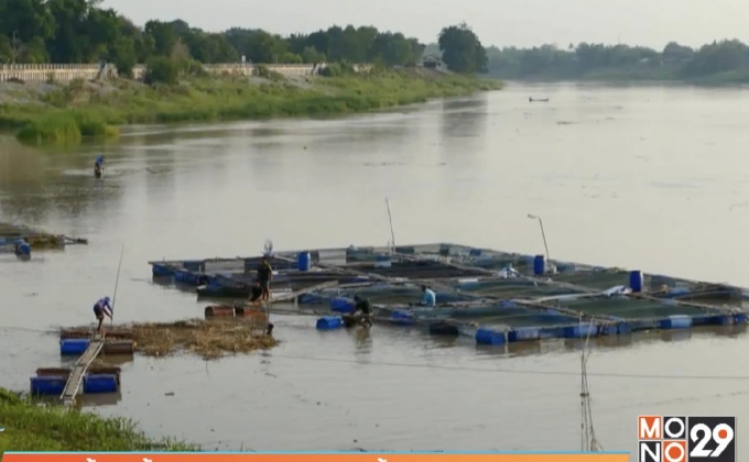 ระดับน้ำแม่น้ำเจ้าพระยากระทบผู้เลี้ยงปลากระชัง