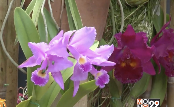 งานแสดงดอกกล้วยไม้ในโคลอมเบีย