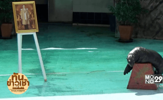 แสนรู้! แมวน้ำหมอบกราบพระบรมฉายาลักษณ์ “ในหลวง ร.9”