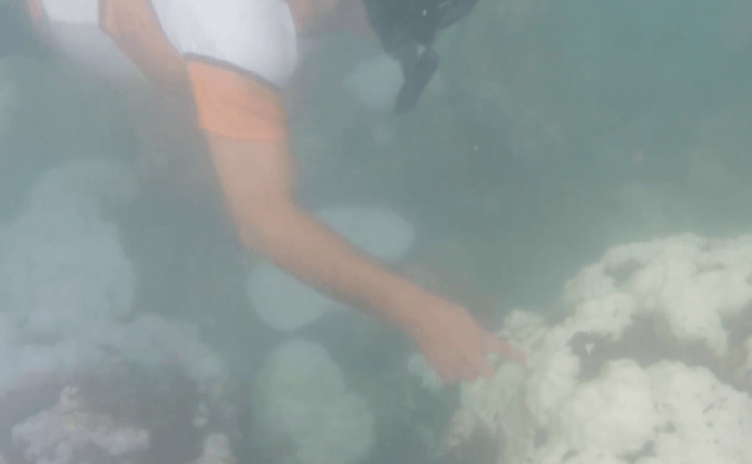 เตรียมปิดเกาะเพิ่มหลังพบปะการังฟอกขาว