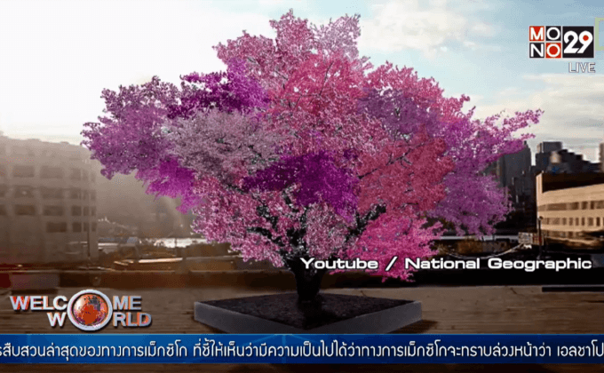 ต้นไม้ออกผล 40 ชนิด