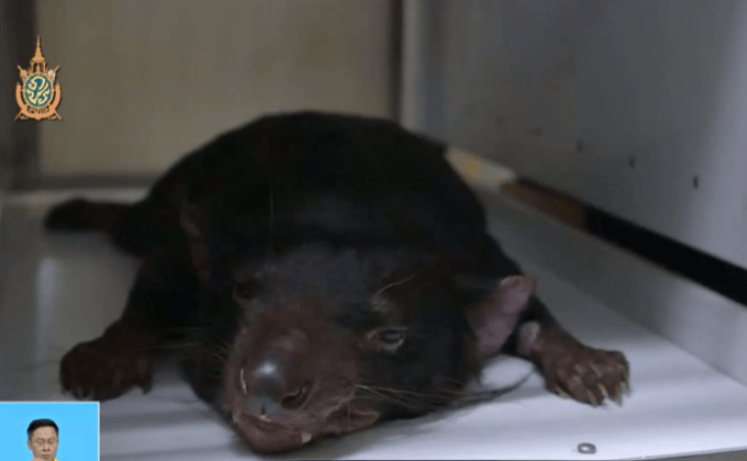 ปลูกถ่ายเครื่องกระตุ้นหัวใจให้แทสเมเนียนเดวิล