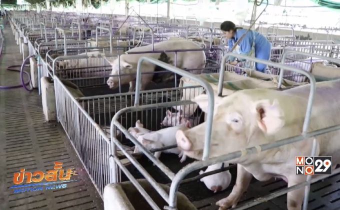 เกษตรกรราชบุรีค้านนำเข้าเนื้อหมูจากสหรัฐฯ